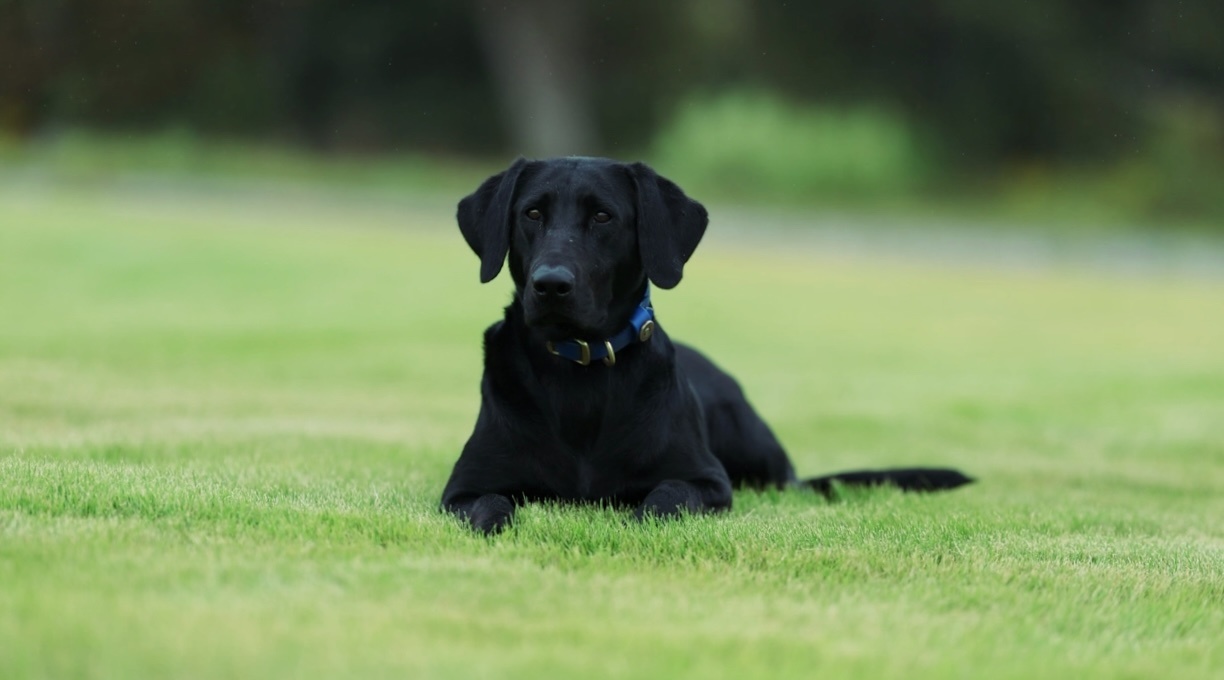 black lab laying on irrigated sod